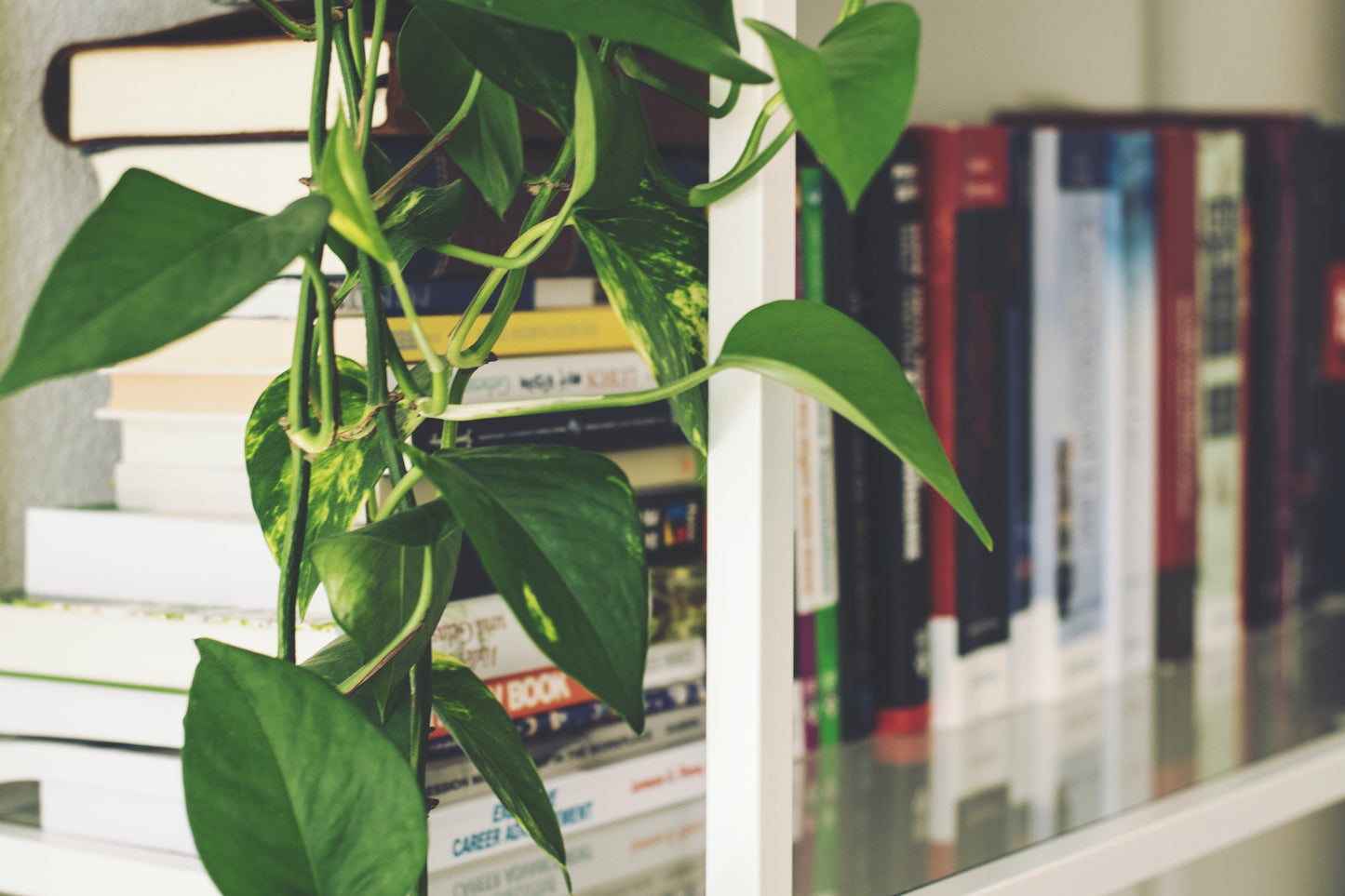Iconic Golden Pothos