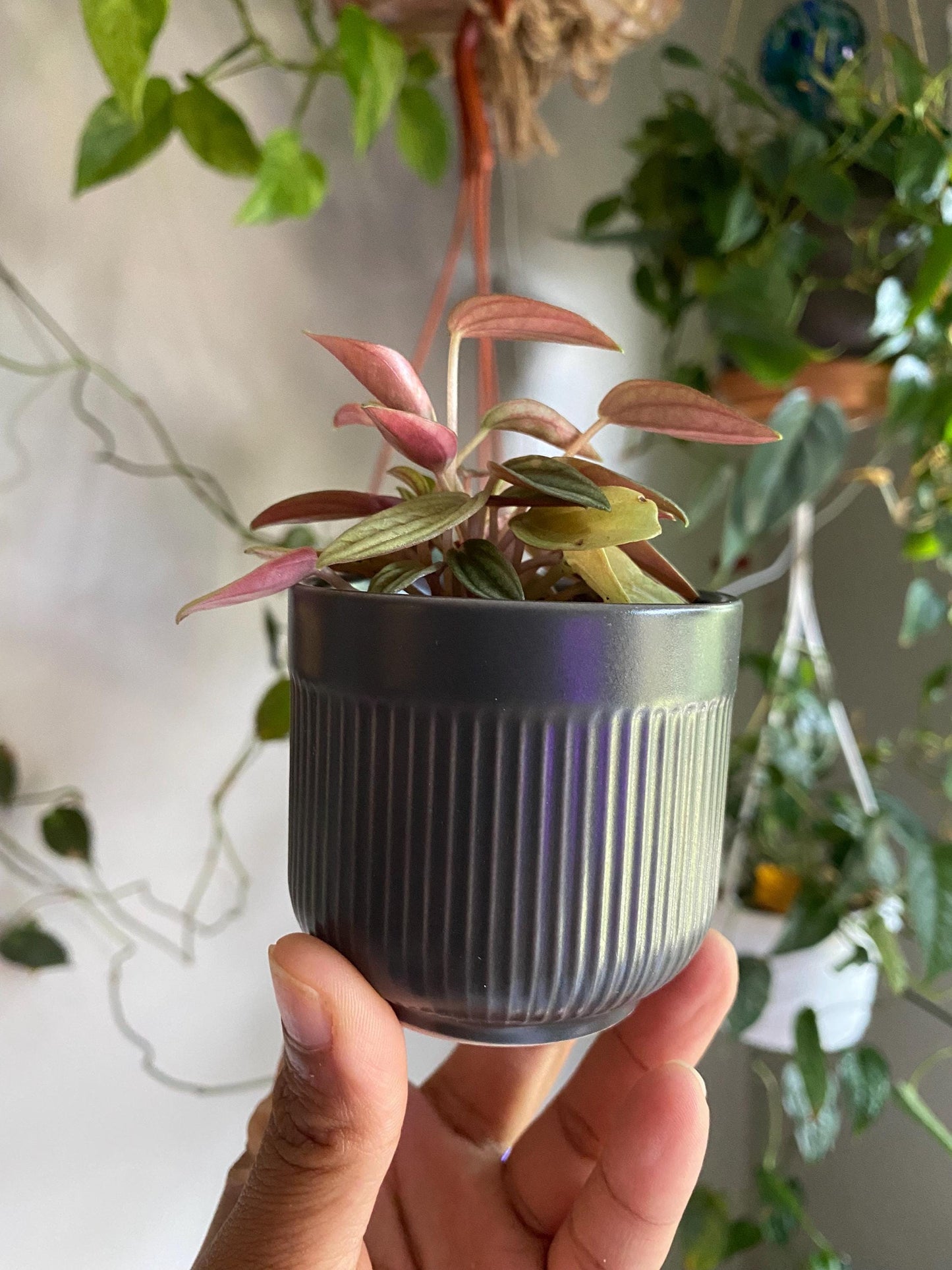 Ribbed Gray Ceramic Pot - 2 Inch