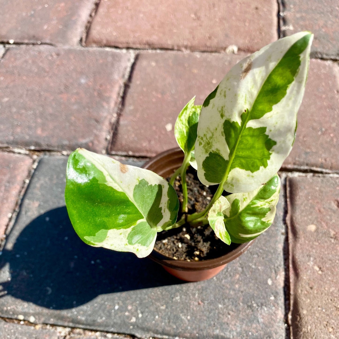 Mystery Cutting Edition - 2, 4, or 6 Cuttings Box