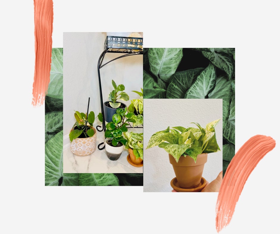 Plant PLUS Planter Subscription - 4 Inch Planter Pot - 3, 6, 12 Month