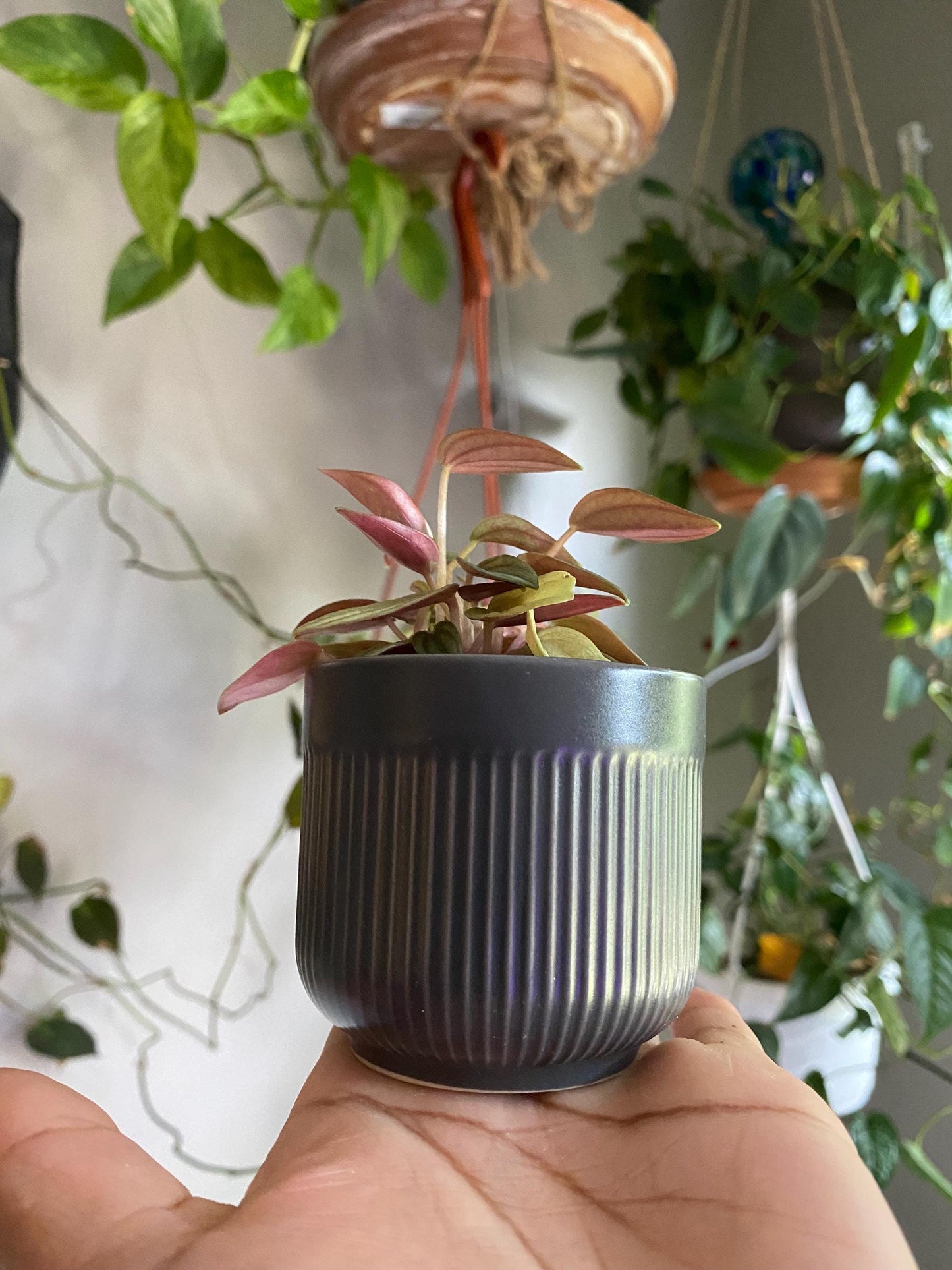 Ribbed Gray Ceramic Pot - 2 Inch