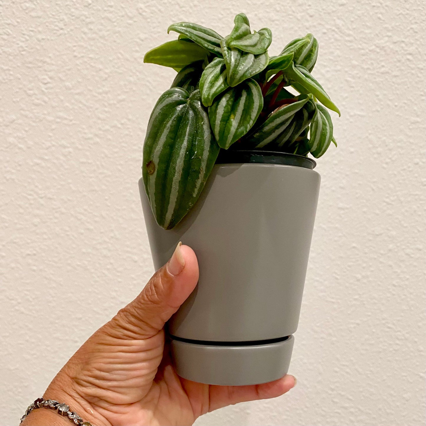 Peach/Cream/Gray Unique Planters - 4 Inch Pot w/ Saucer