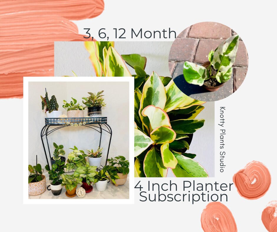 Plant PLUS Planter Subscription - 4 Inch Planter Pot - 3, 6, 12 Month