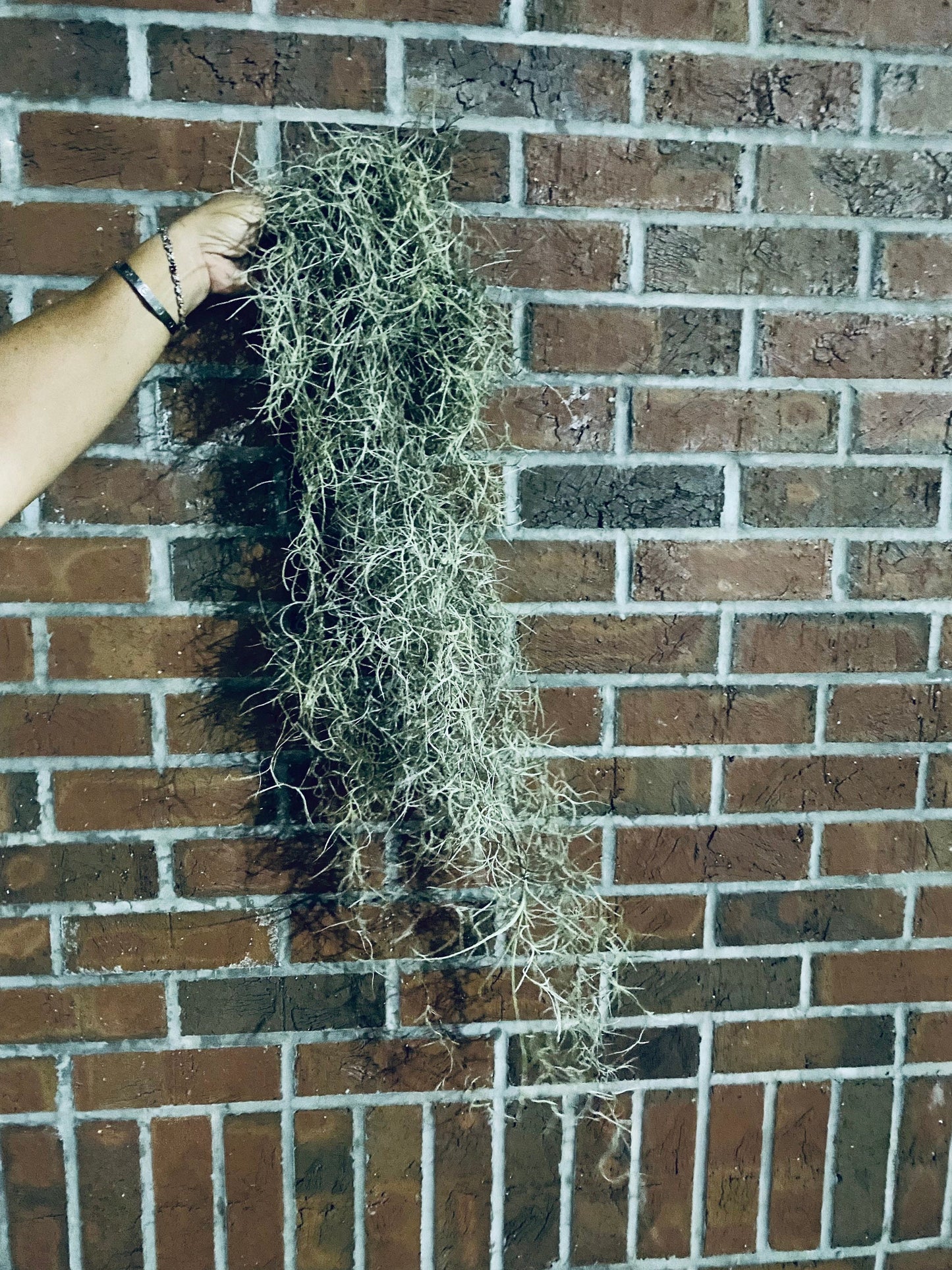 Spanish Moss Air Plants - 1 Yard Length