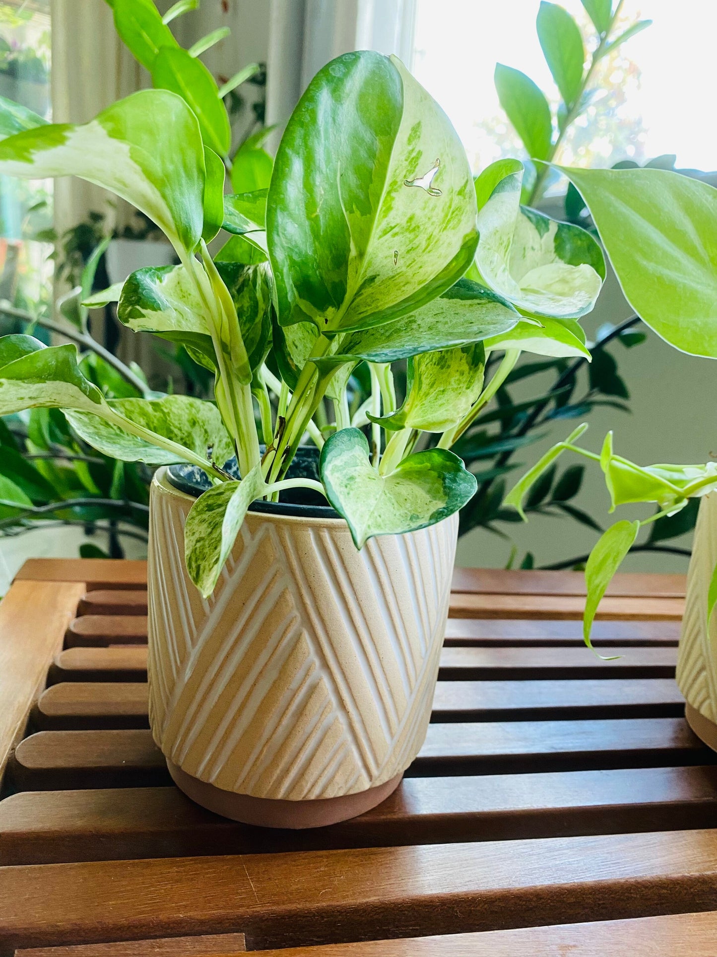 4-Inch White Zig Zag Catcher Pot - Colorful Ceramic Pot