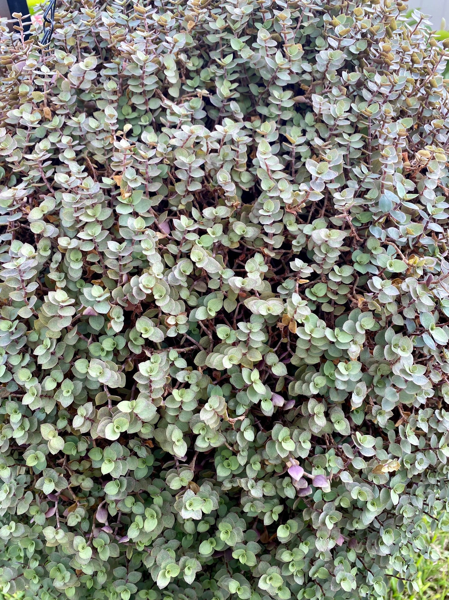 Buy 1 get 1 FREE - Healthy Dwarf Wandering Dude (Callisia Repens)