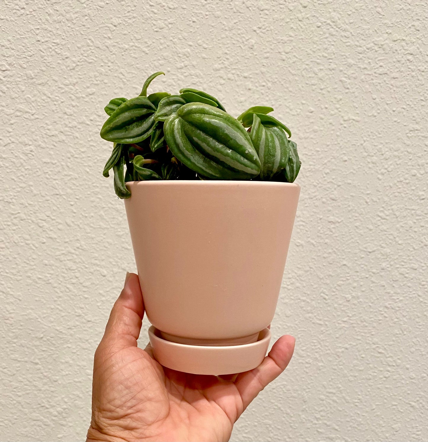 Peach/Cream/Gray Unique Planters - 4 Inch Pot w/ Saucer