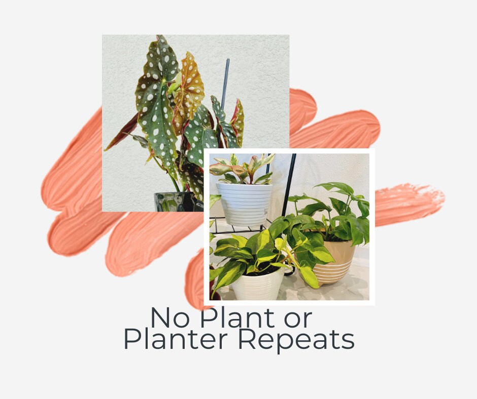 Plant PLUS Planter Subscription - 4 Inch Planter Pot - 3, 6, 12 Month