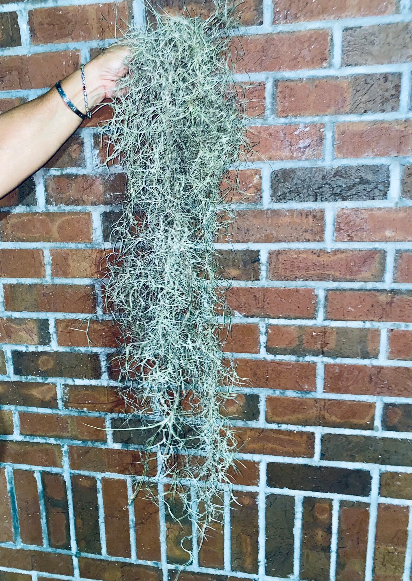Spanish Moss Air Plants - 1 Yard Length