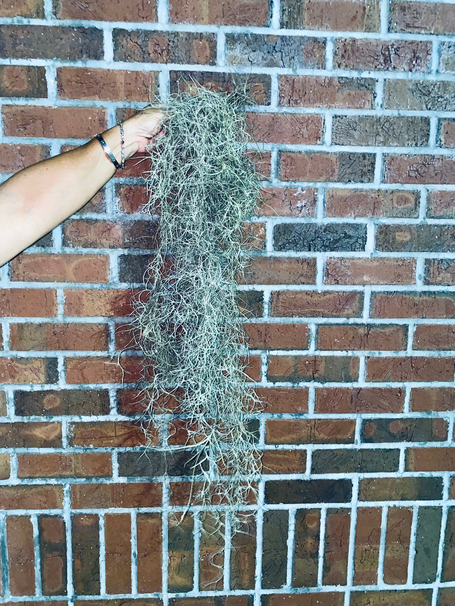 Spanish Moss Air Plants - 1 Yard Length
