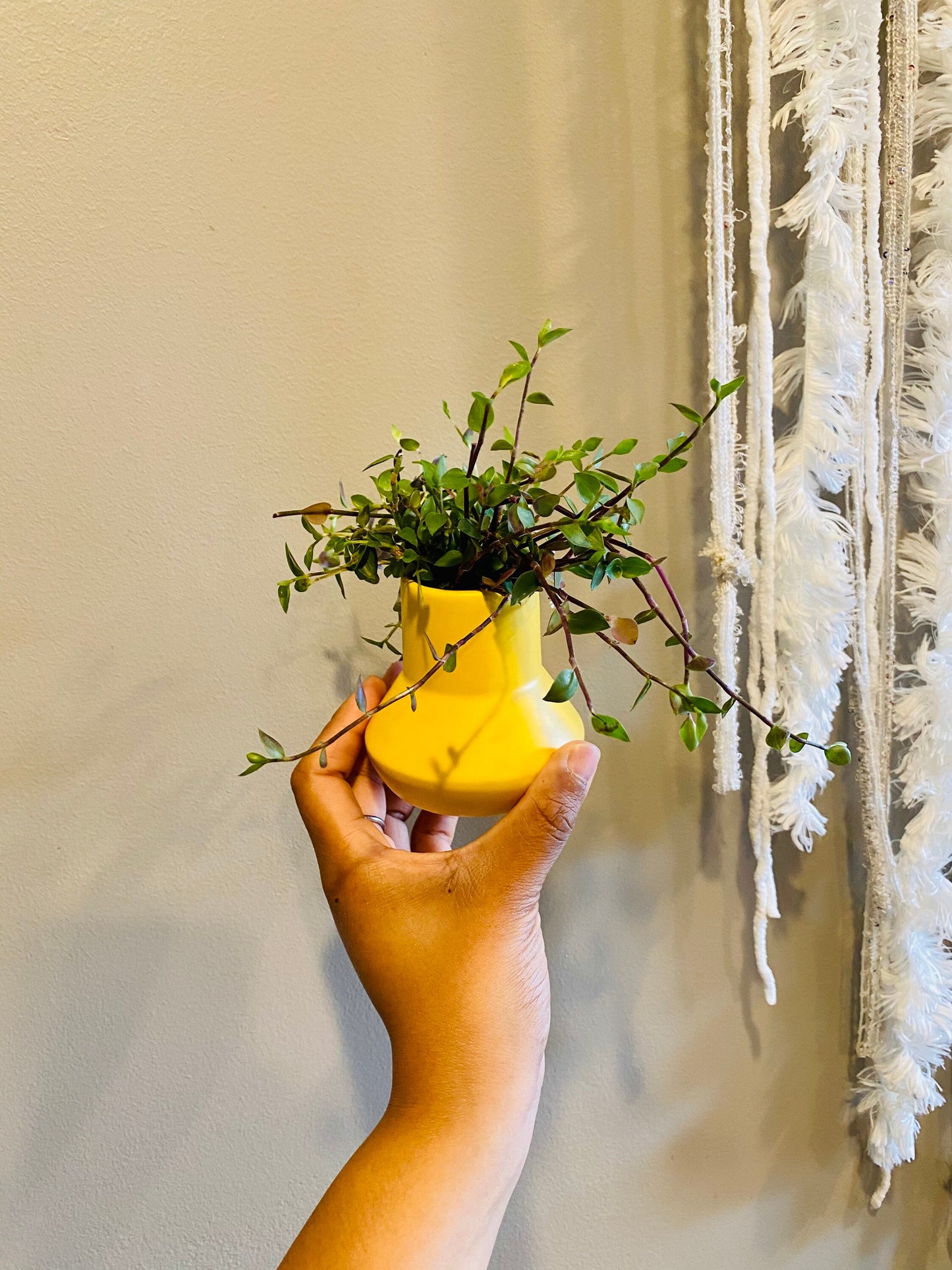 Buy 1 get 1 FREE - Healthy Dwarf Wandering Dude (Callisia Repens)