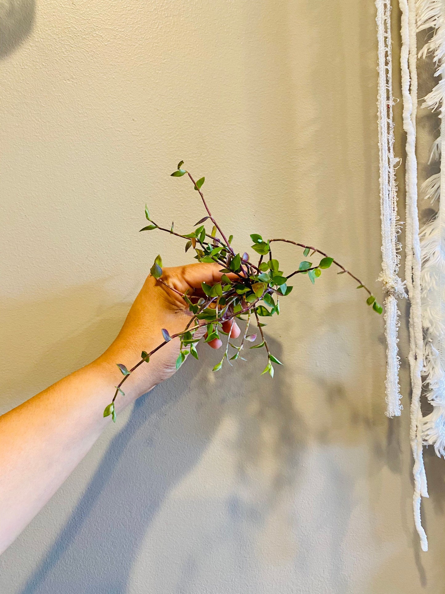 Buy 1 get 1 FREE - Healthy Dwarf Wandering Dude (Callisia Repens)