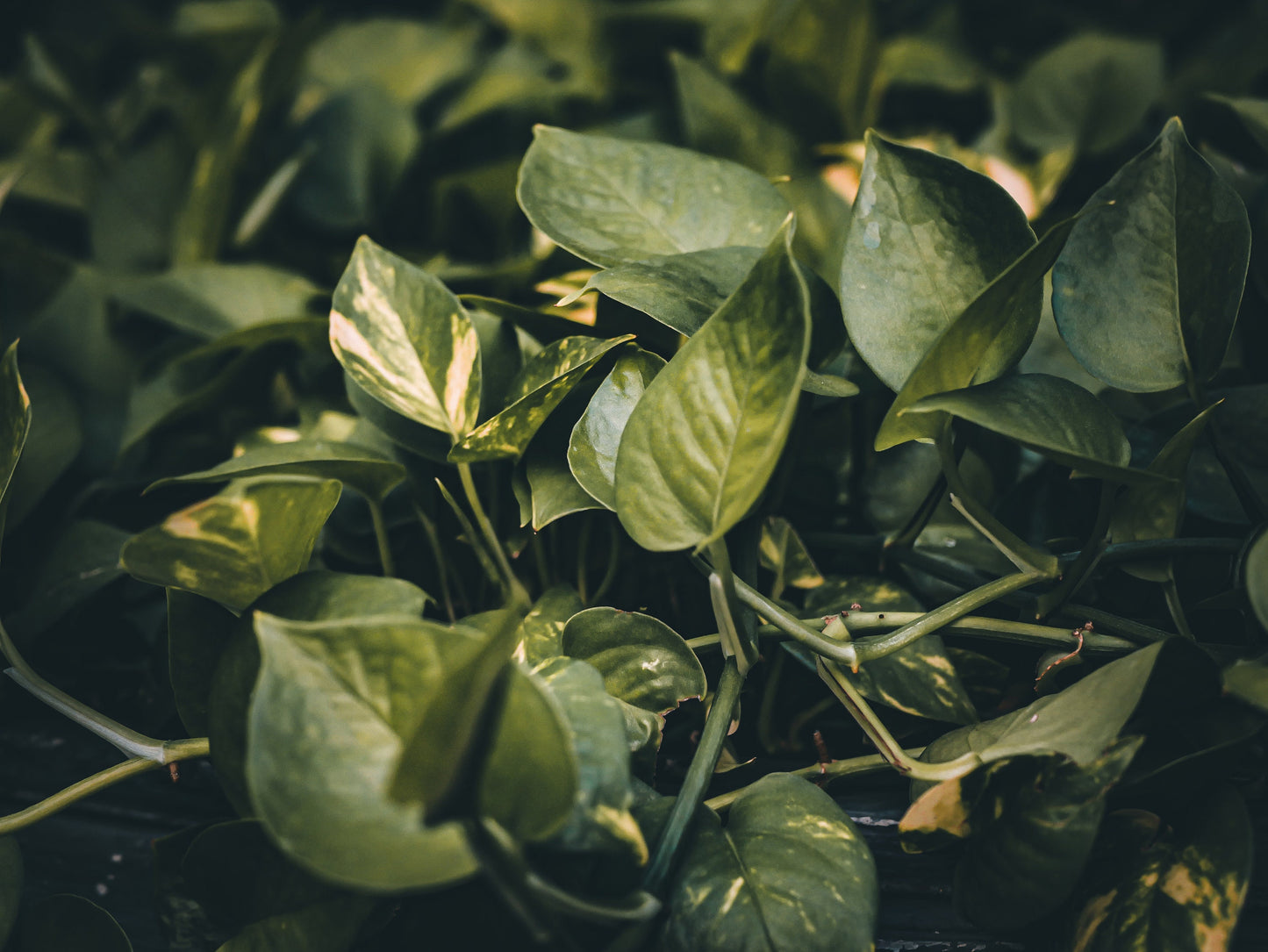 Iconic Golden Pothos