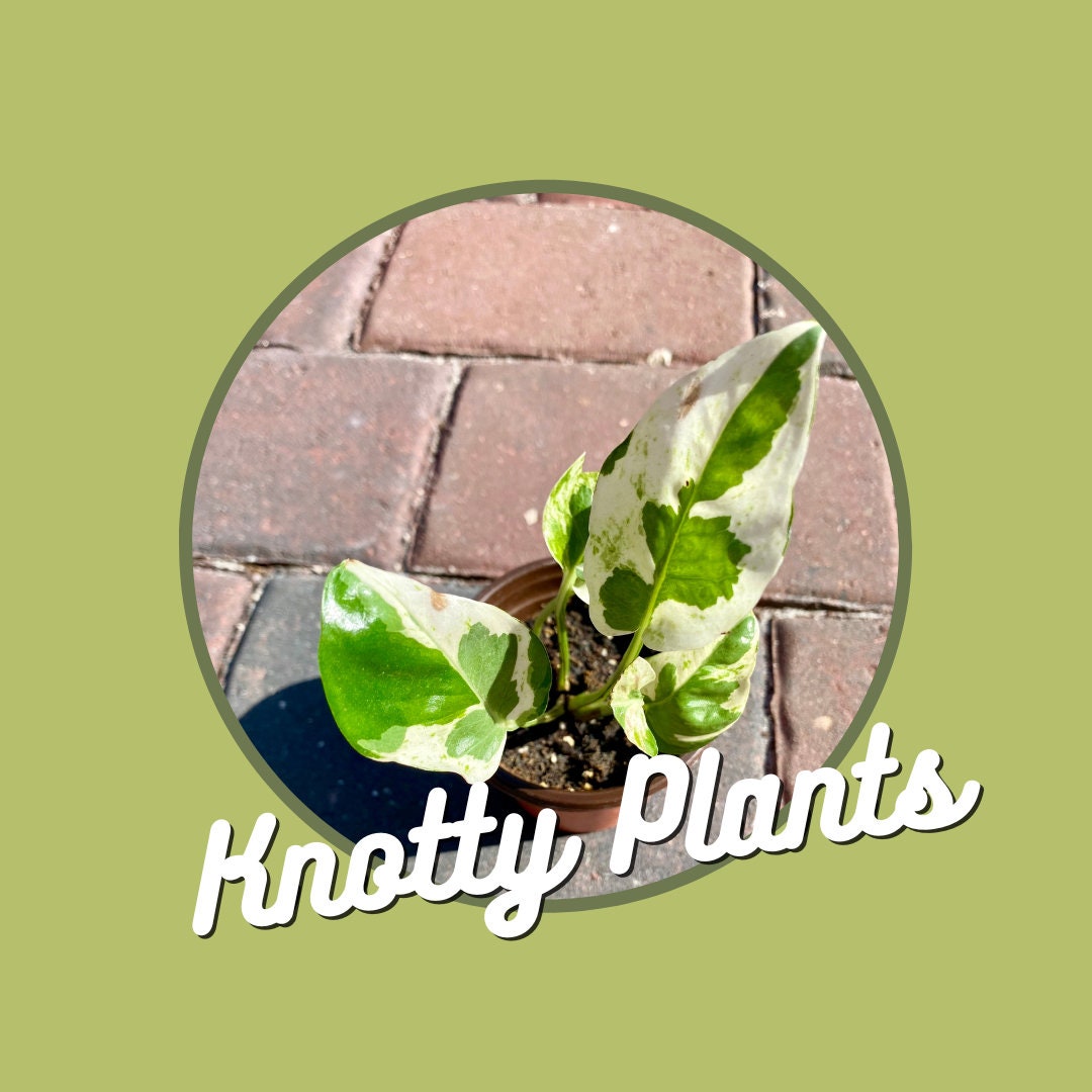 Quarterly Rare & Special Plant Subscription - 4 Inch Pot