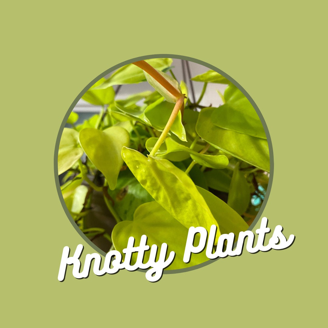 Quarterly Rare & Special Plant Subscription - 4 Inch Pot