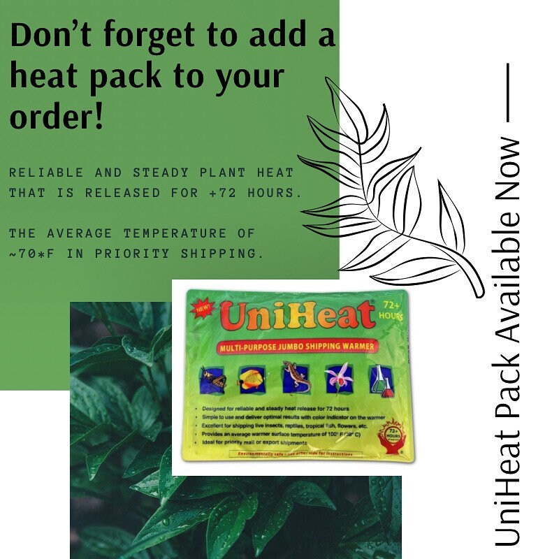 Buy 1 get 1 FREE - Healthy Dwarf Wandering Dude (Callisia Repens)