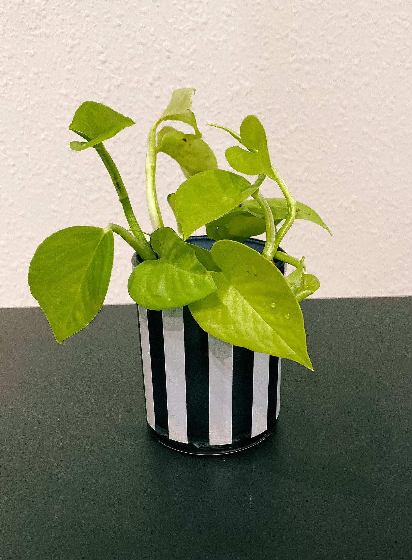 Black and White Propagation Container - Modern Glass Vessel