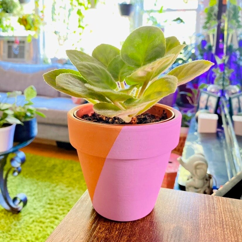 Unique Hand Painted Terracotta Pot for Plants - Pick Your Colors