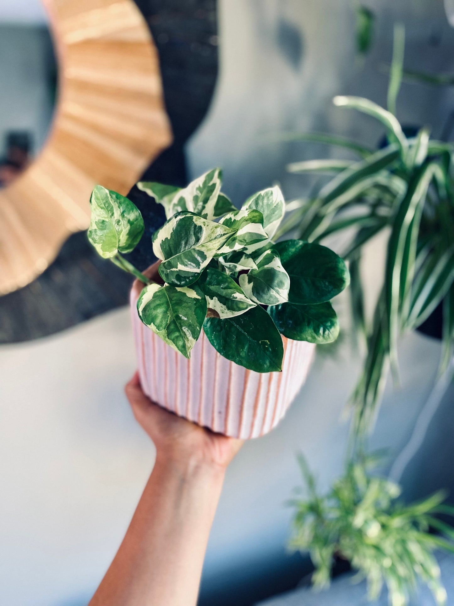 Brown and White Neutral Ribbed Catch Pot - Ceramic 5.5 Inch Pot
