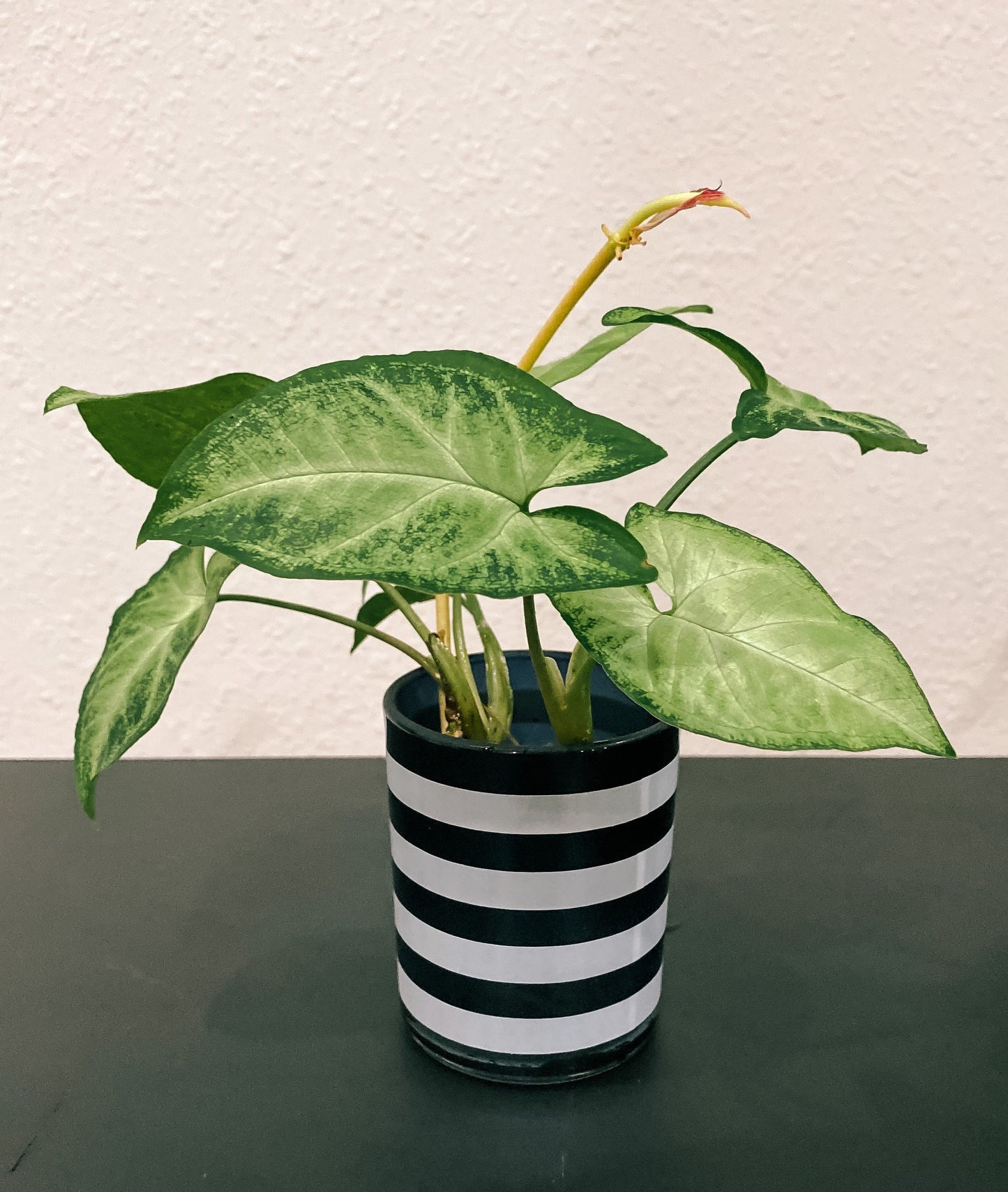 Black and White Propagation Container - Modern Glass Vessel