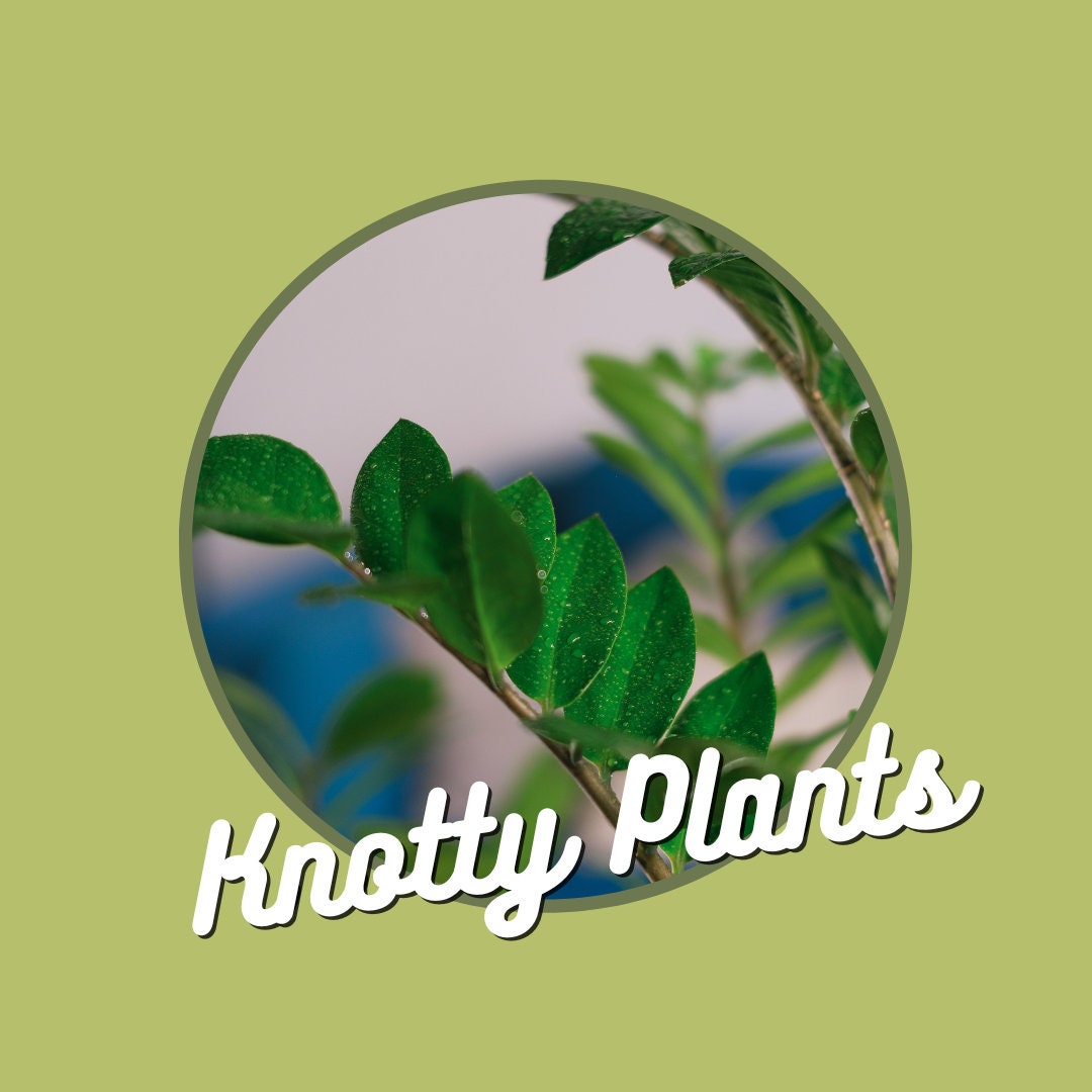 Quarterly Rare & Special Plant Subscription - 4 Inch Pot