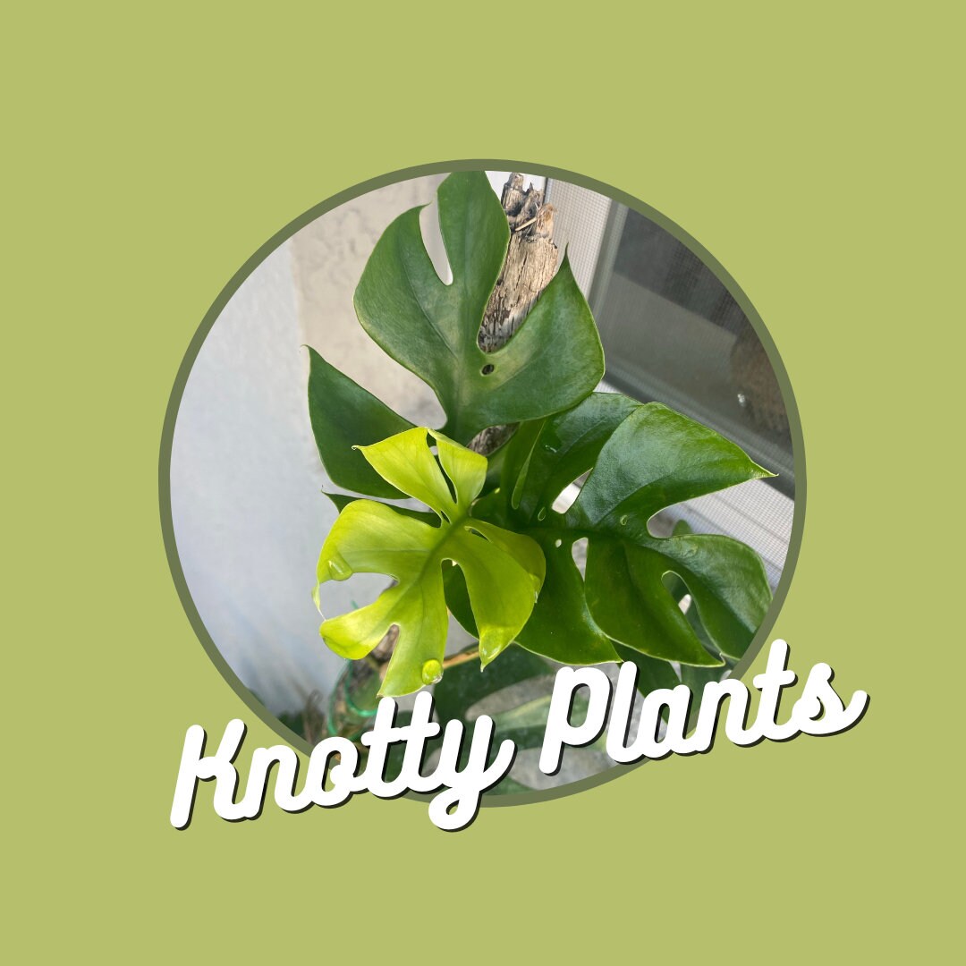 Quarterly Rare & Special Plant Subscription - 4 Inch Pot