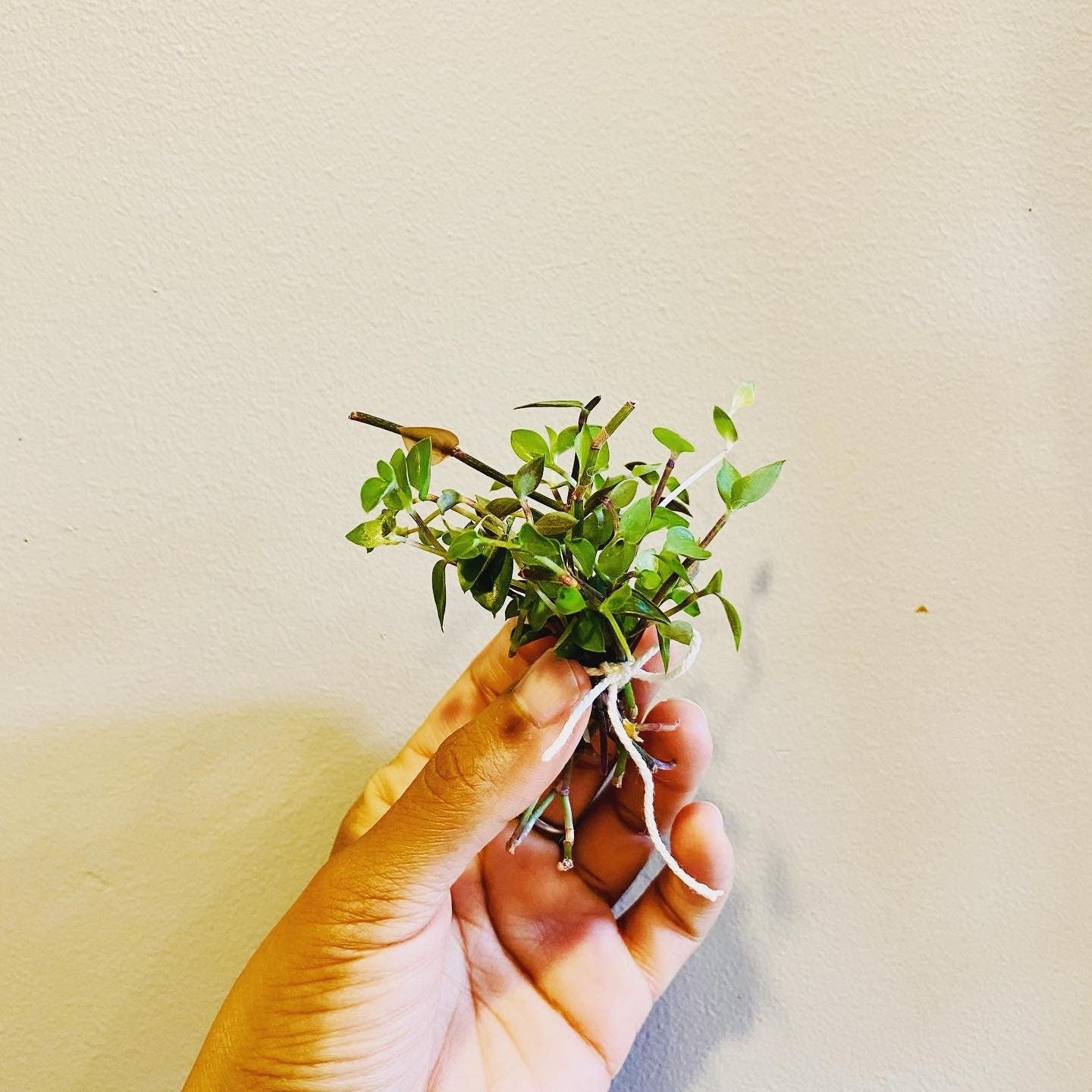 Buy 1 get 1 FREE - Healthy Dwarf Wandering Dude (Callisia Repens)