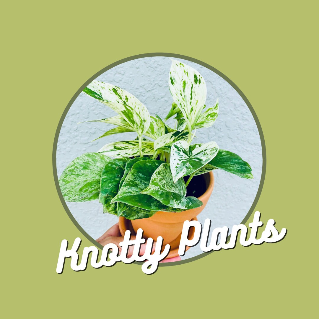 Quarterly Rare & Special Plant Subscription - 4 Inch Pot
