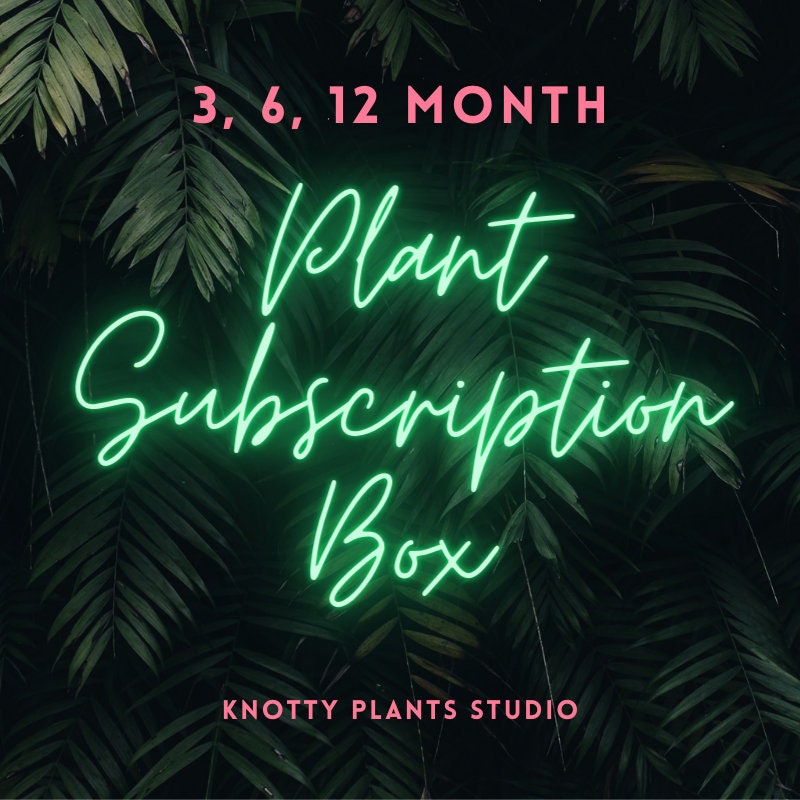 Subscription Box 4 Inch Nursery Pot - 3, 6, 12 Month