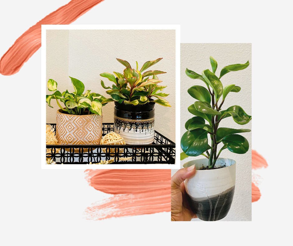 Plant PLUS Planter Subscription - 4 Inch Planter Pot - 3, 6, 12 Month