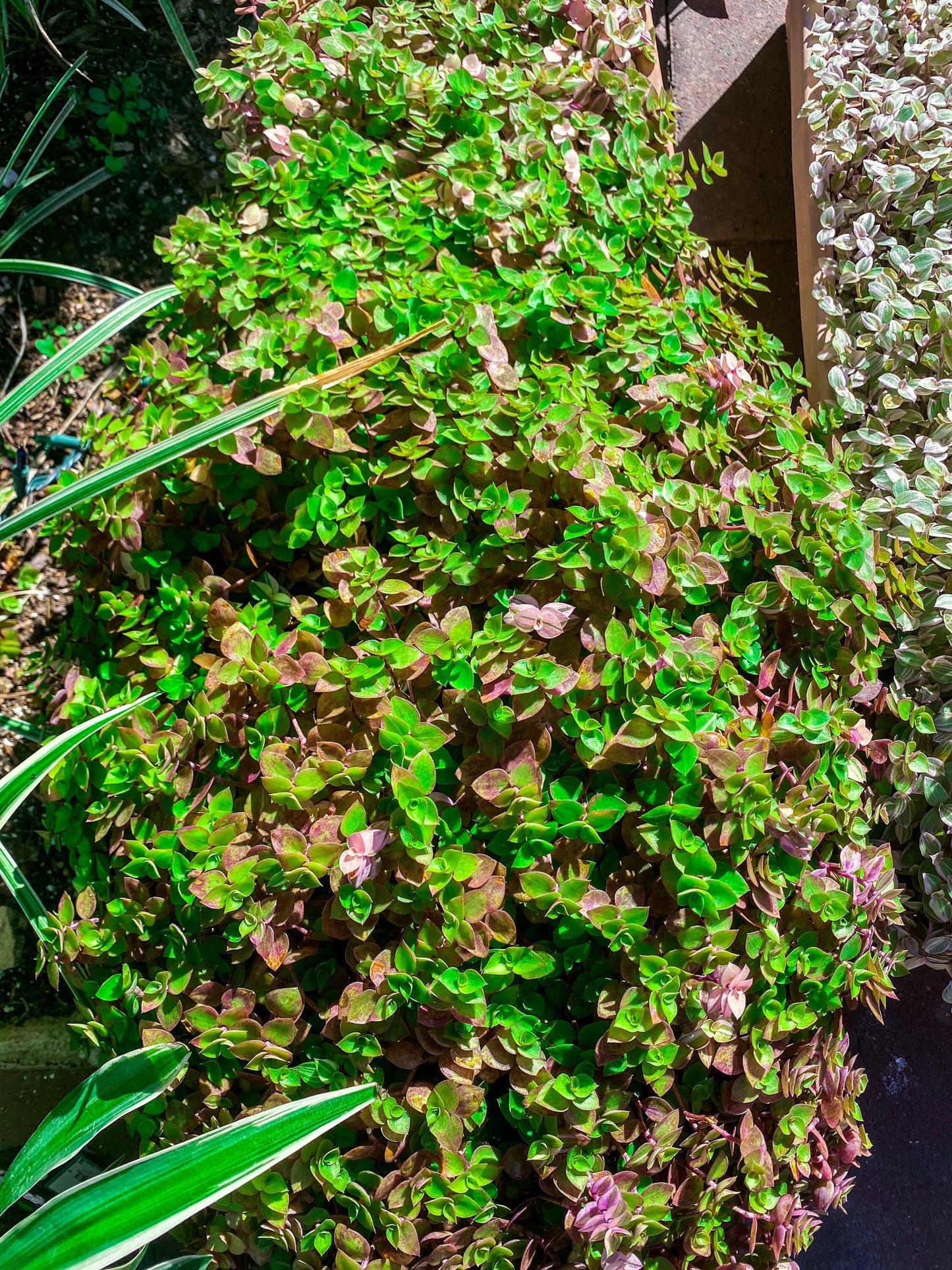Buy 1 get 1 FREE - Healthy Dwarf Wandering Dude (Callisia Repens)