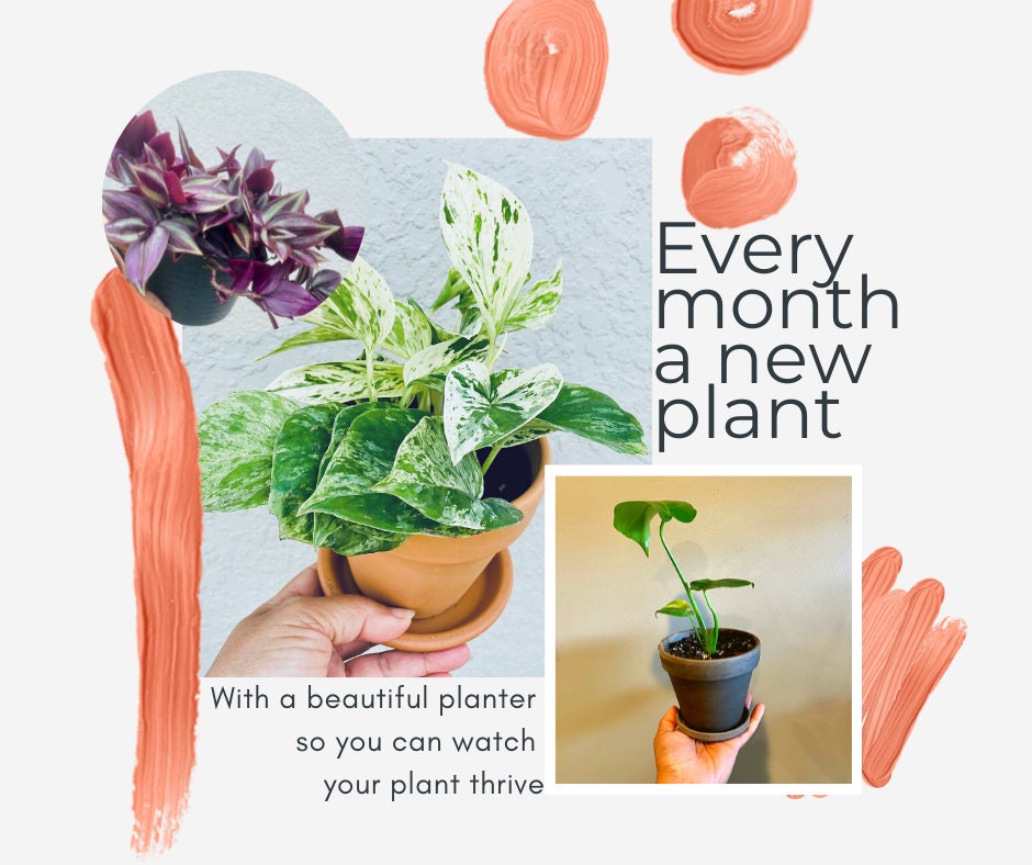 Plant PLUS Planter Subscription - 4 Inch Planter Pot - 3, 6, 12 Month