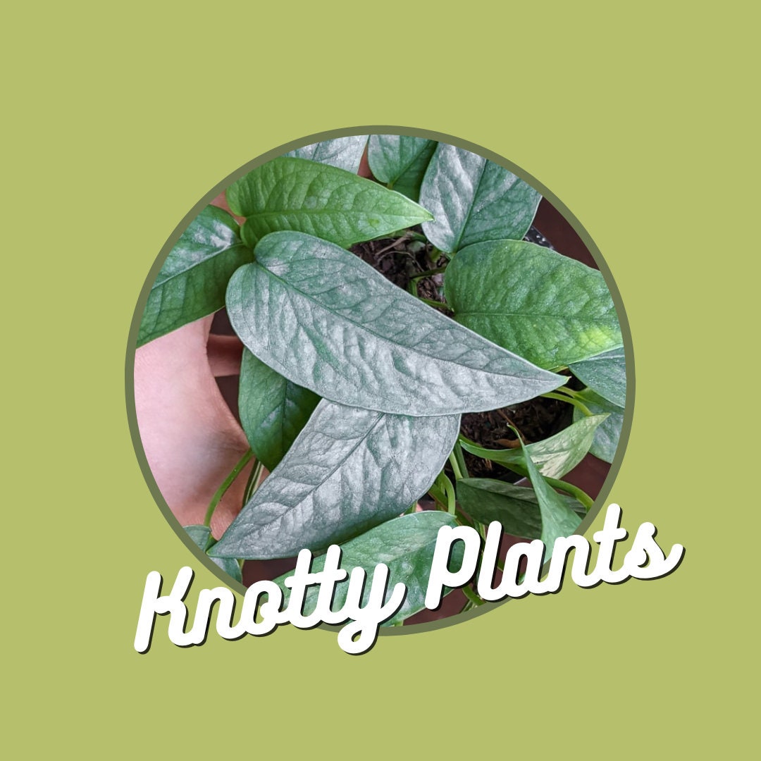 Quarterly Rare & Special Plant Subscription - 4 Inch Pot