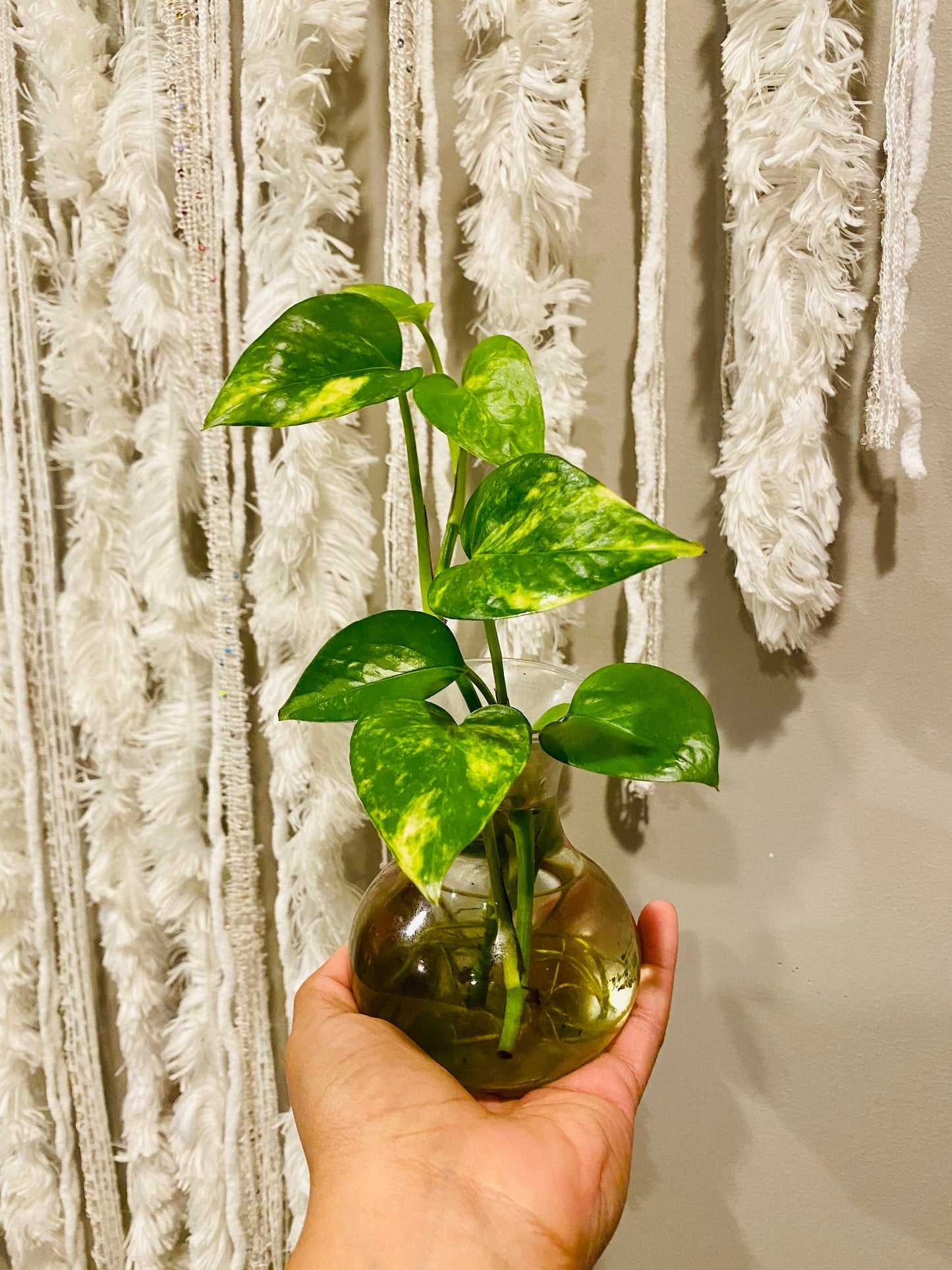 Iconic Golden Pothos