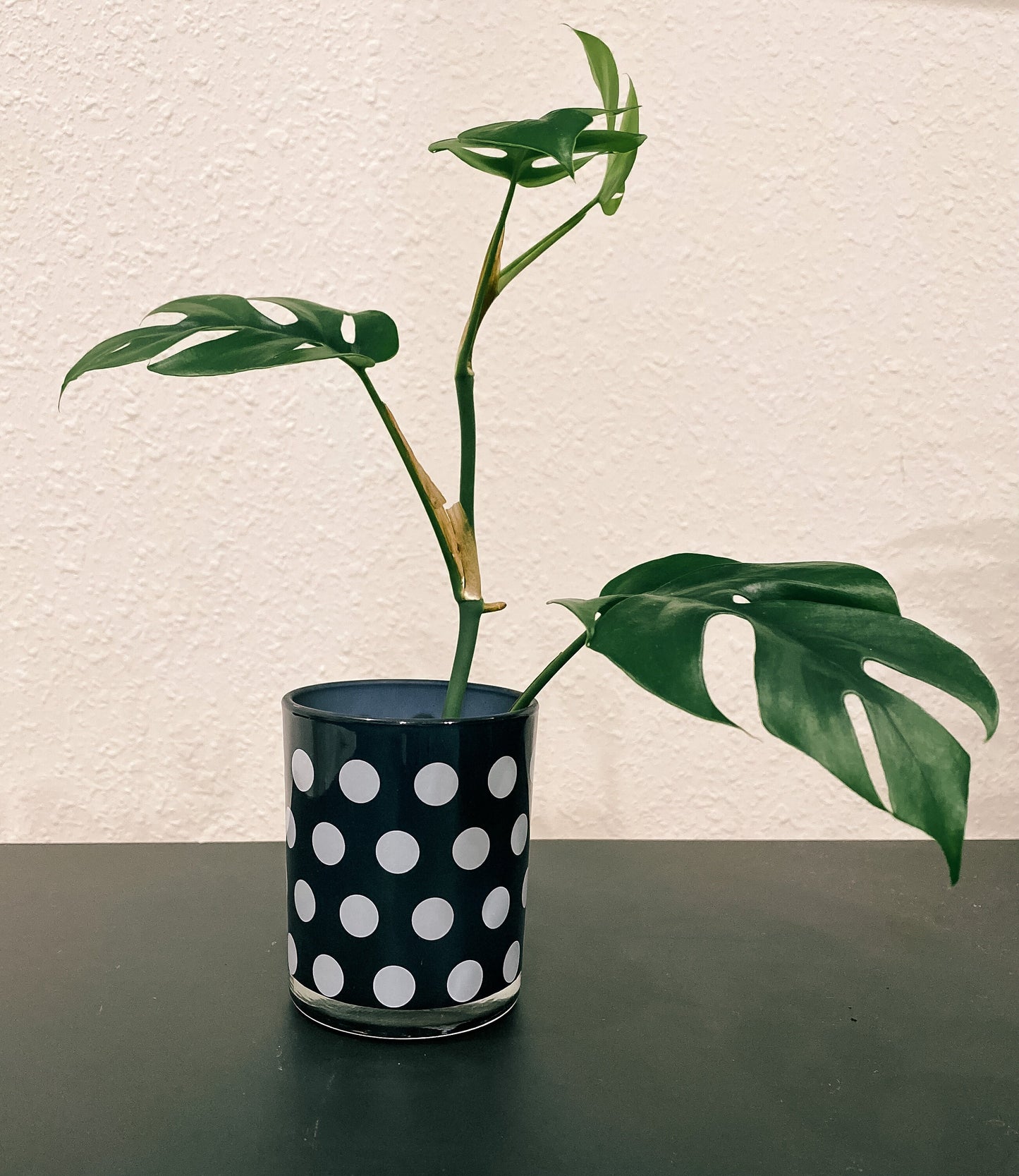 Black and White Propagation Container - Modern Glass Vessel