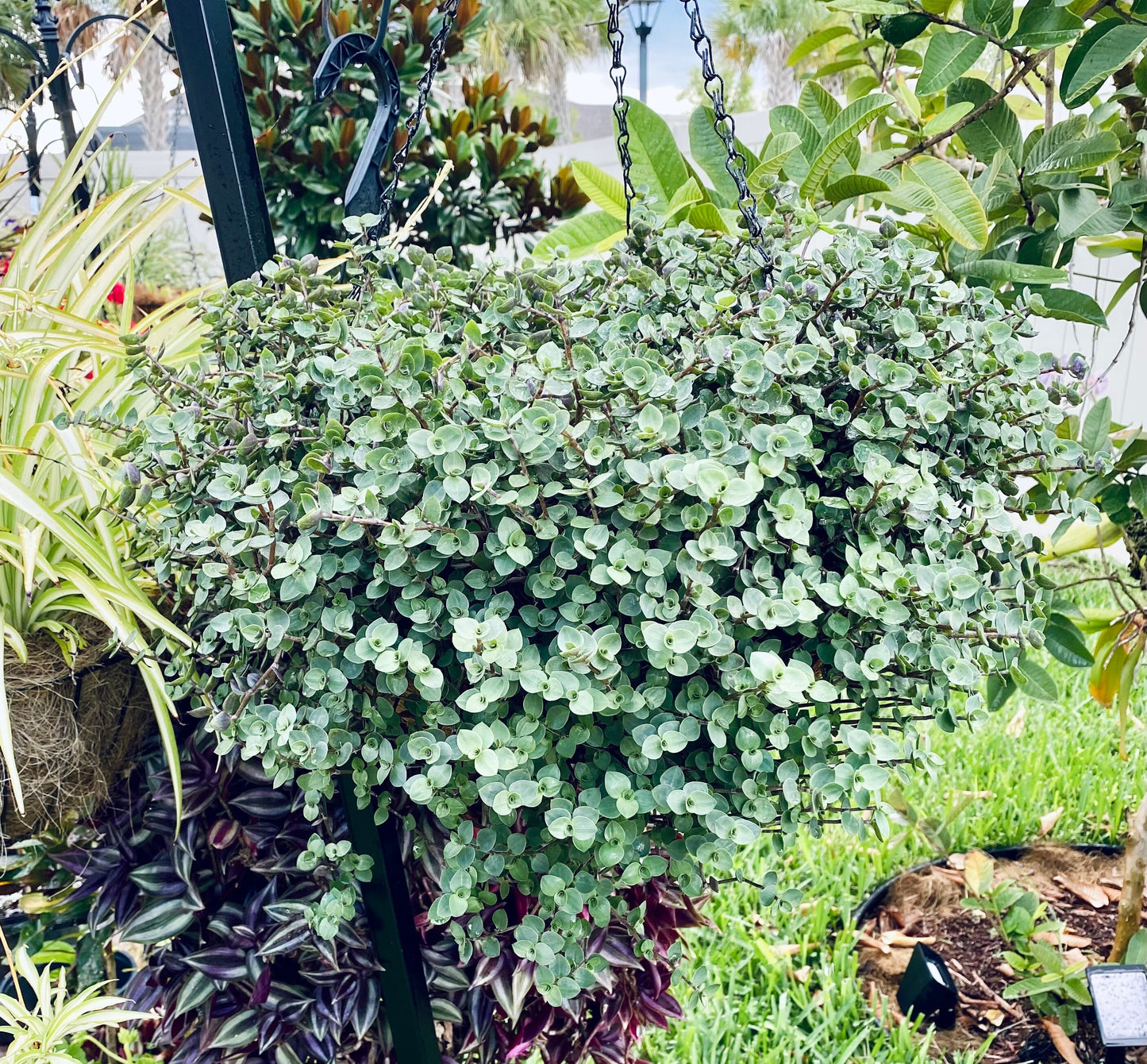 Buy 1 get 1 FREE - Healthy Dwarf Wandering Dude (Callisia Repens)