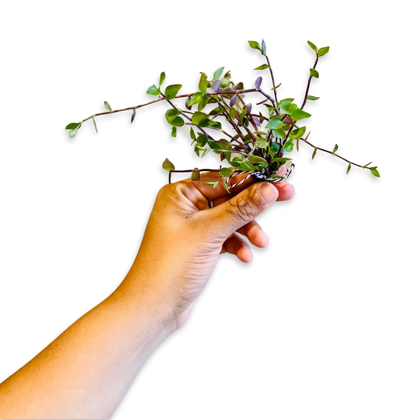Buy 1 get 1 FREE - Healthy Dwarf Wandering Dude (Callisia Repens)