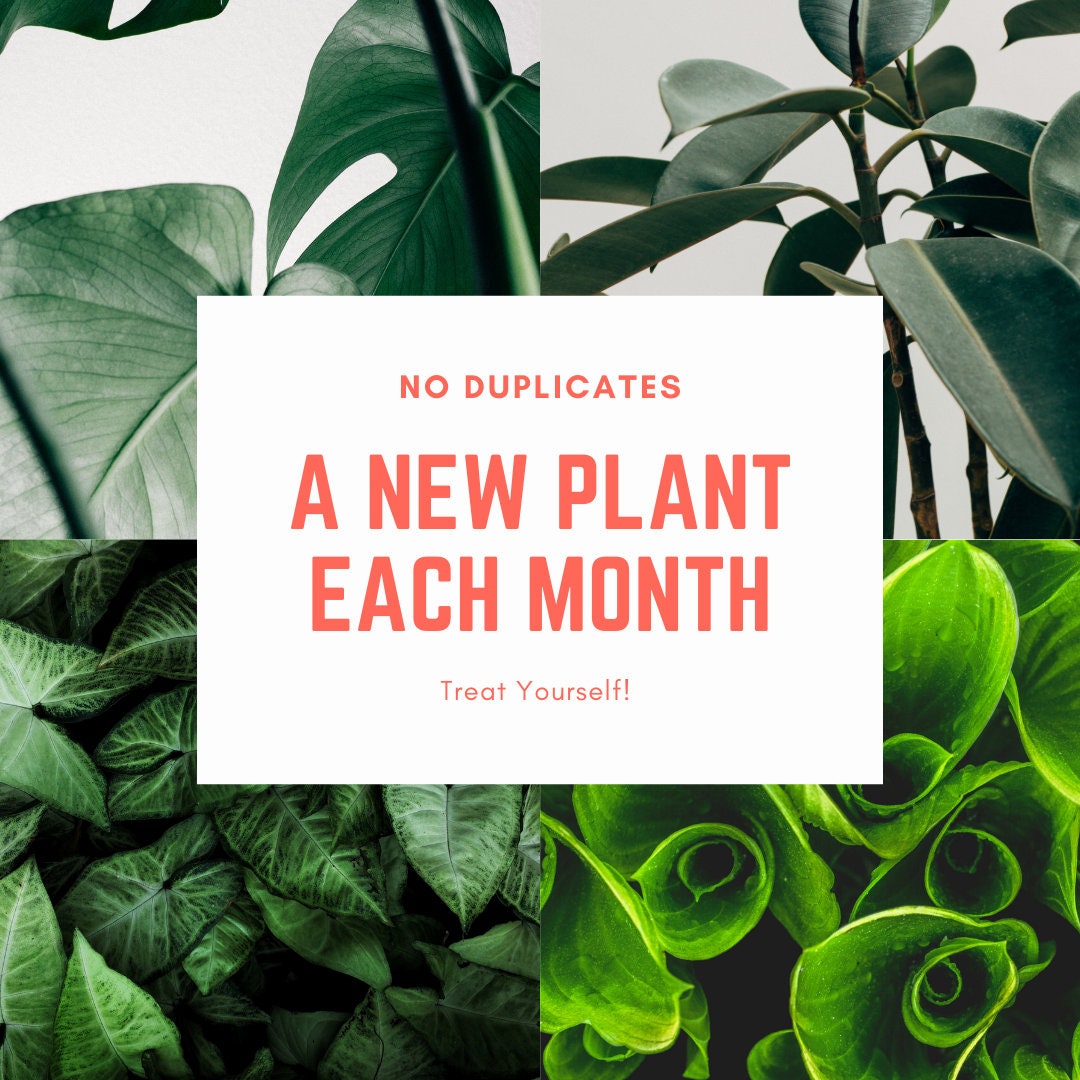 Subscription Box 4 Inch Nursery Pot - 3, 6, 12 Month