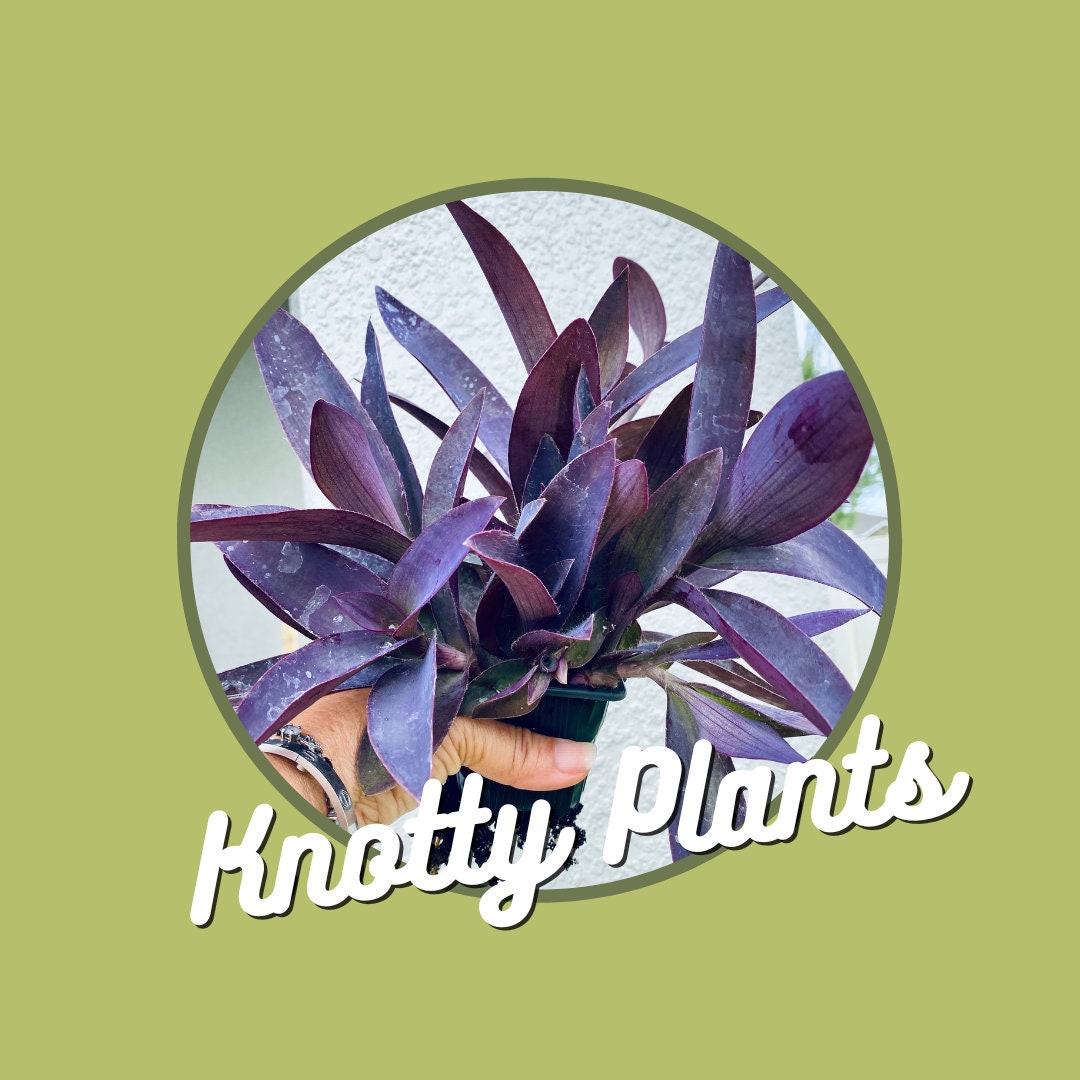 Quarterly Rare & Special Plant Subscription - 4 Inch Pot