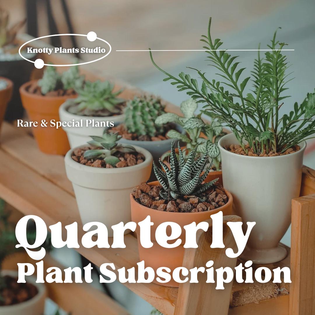 Quarterly Rare & Special Plant Subscription - 4 Inch Pot