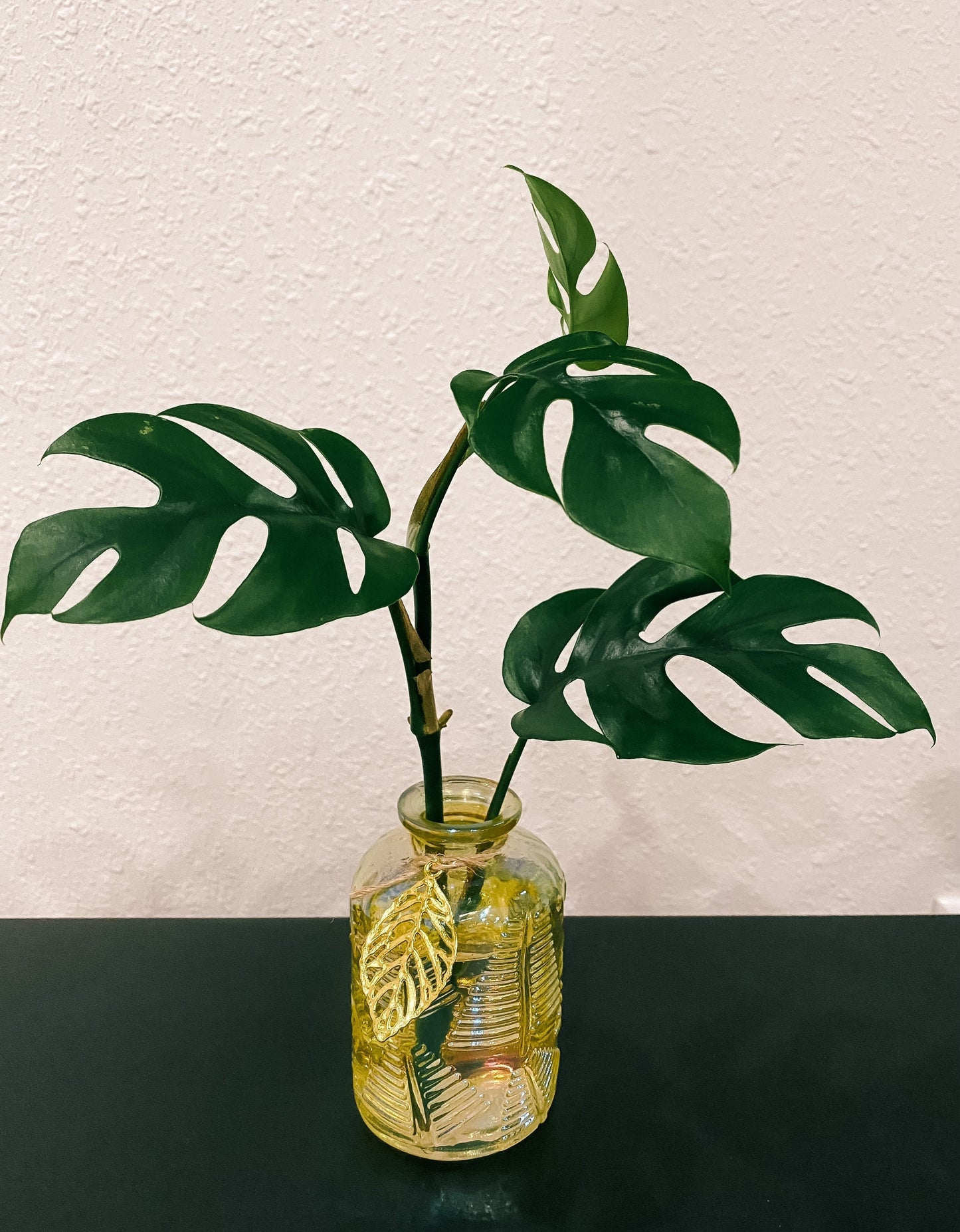 Gold Glass Propagation Container - Modern Leaf Vessel