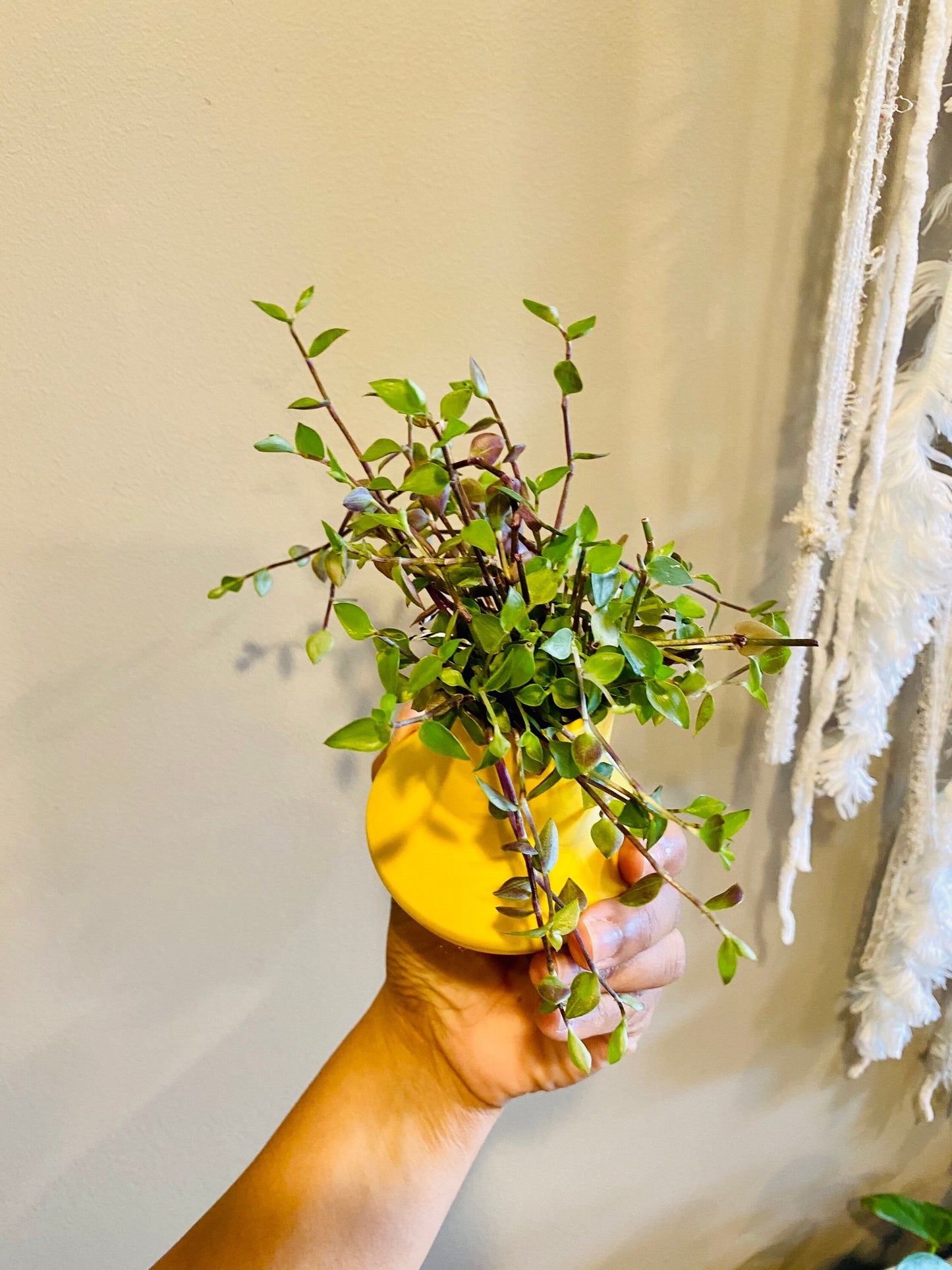 Buy 1 get 1 FREE - Healthy Dwarf Wandering Dude (Callisia Repens)