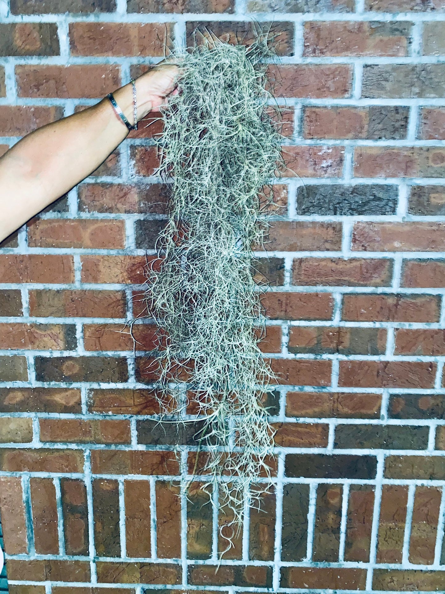 Spanish Moss Air Plants - 1 Yard Length