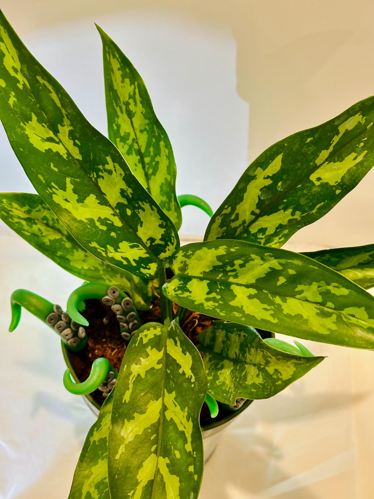 Marble Green & Black Sea Creature Tentacles