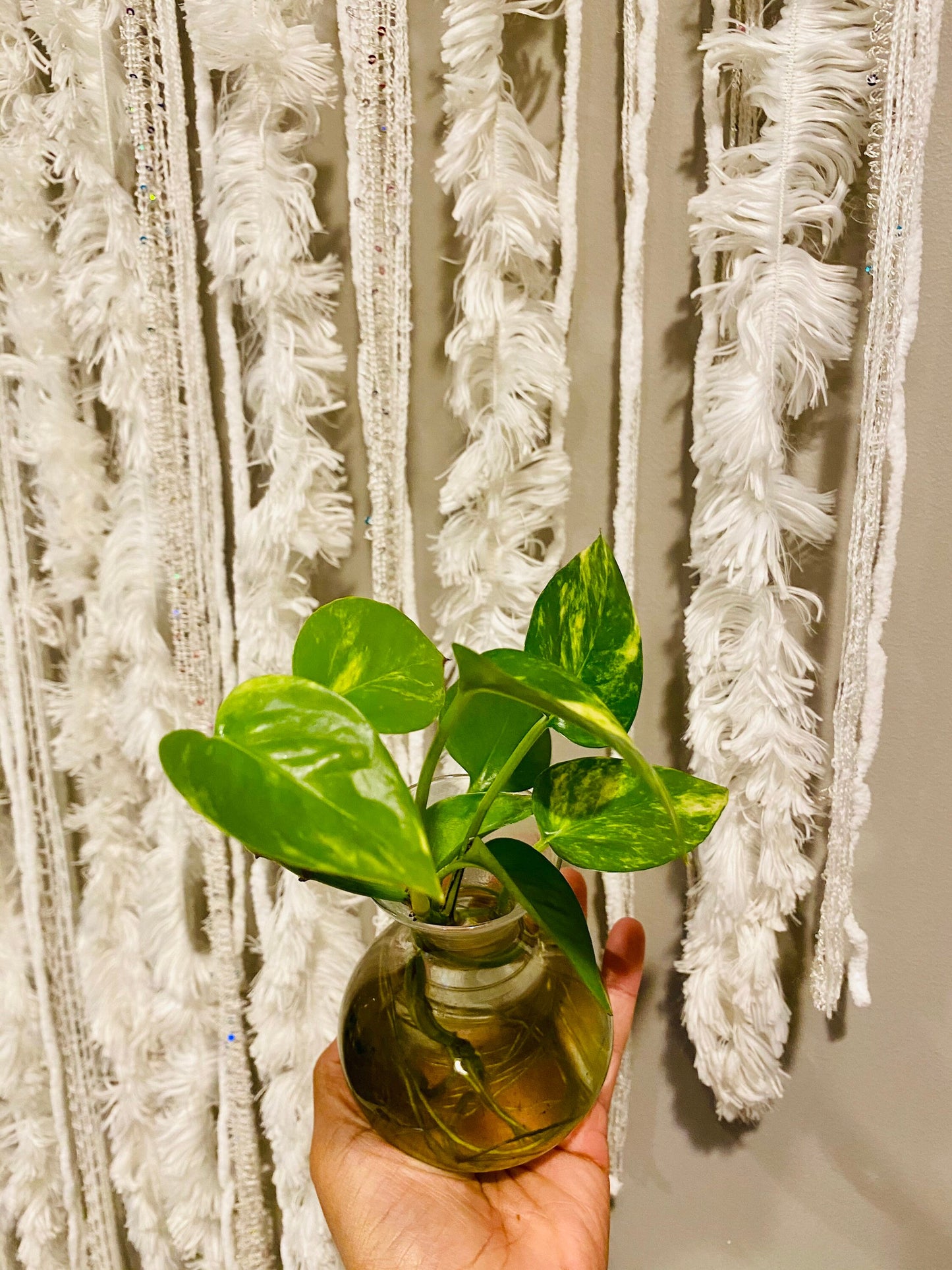 Iconic Golden Pothos