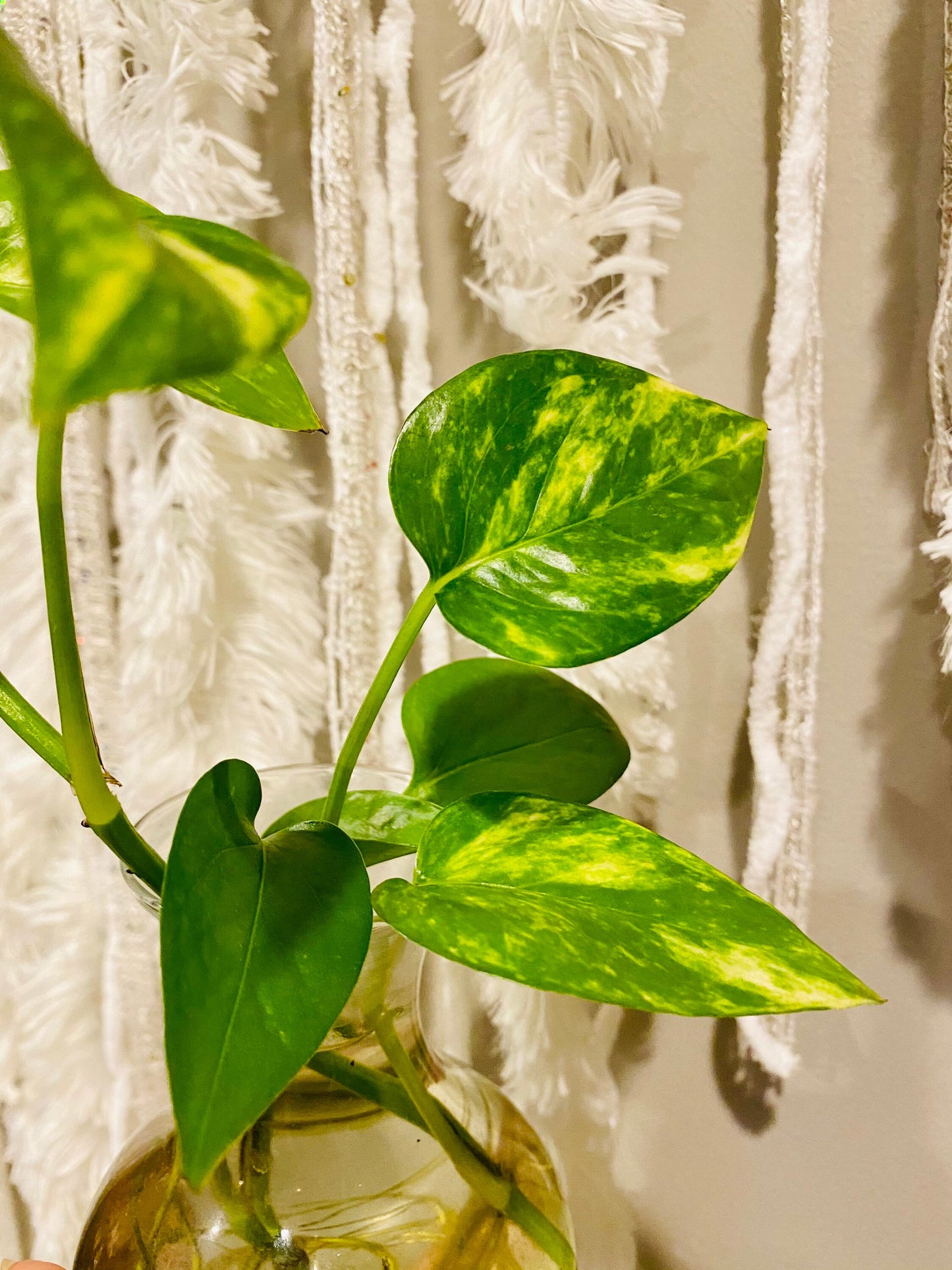Iconic Golden Pothos