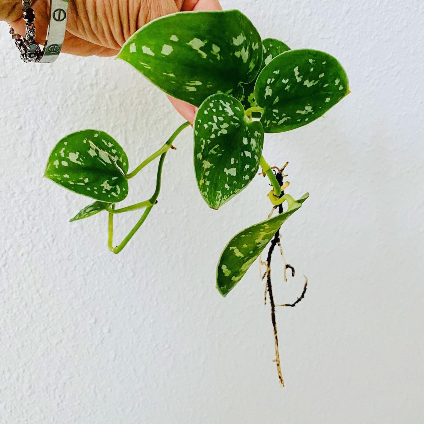 Mystery Cutting Edition - 2, 4, or 6 Cuttings Box