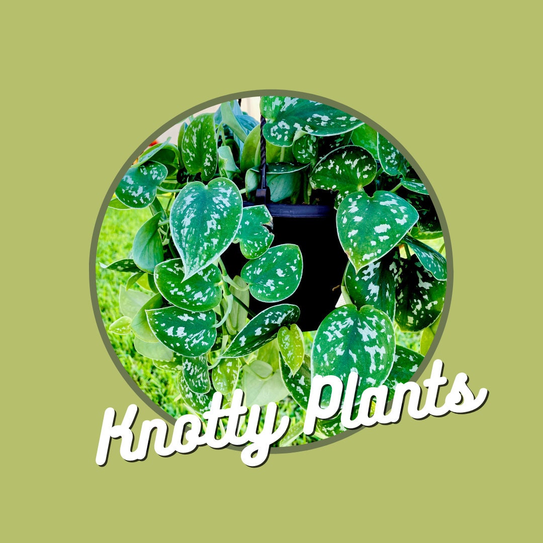 Quarterly Rare & Special Plant Subscription - 4 Inch Pot