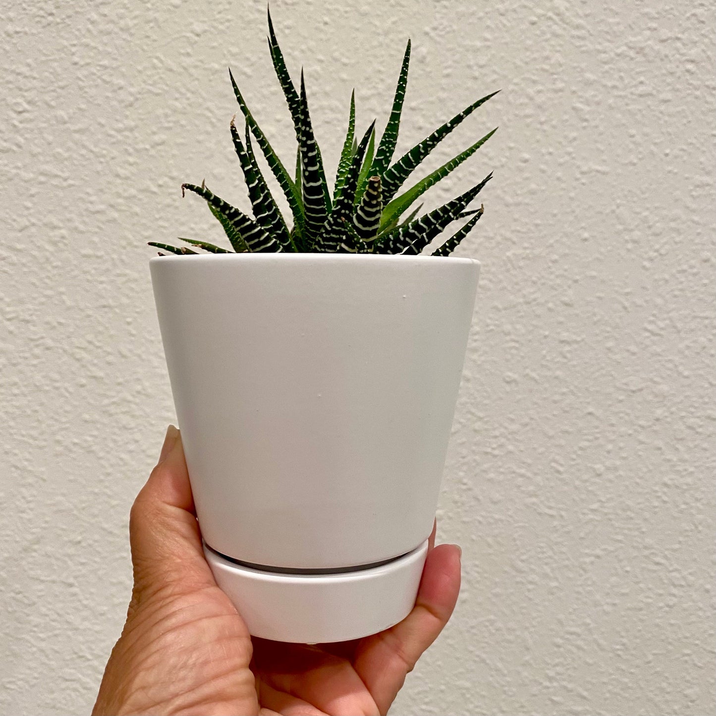 Peach/Cream/Gray Unique Planters - 4 Inch Pot w/ Saucer