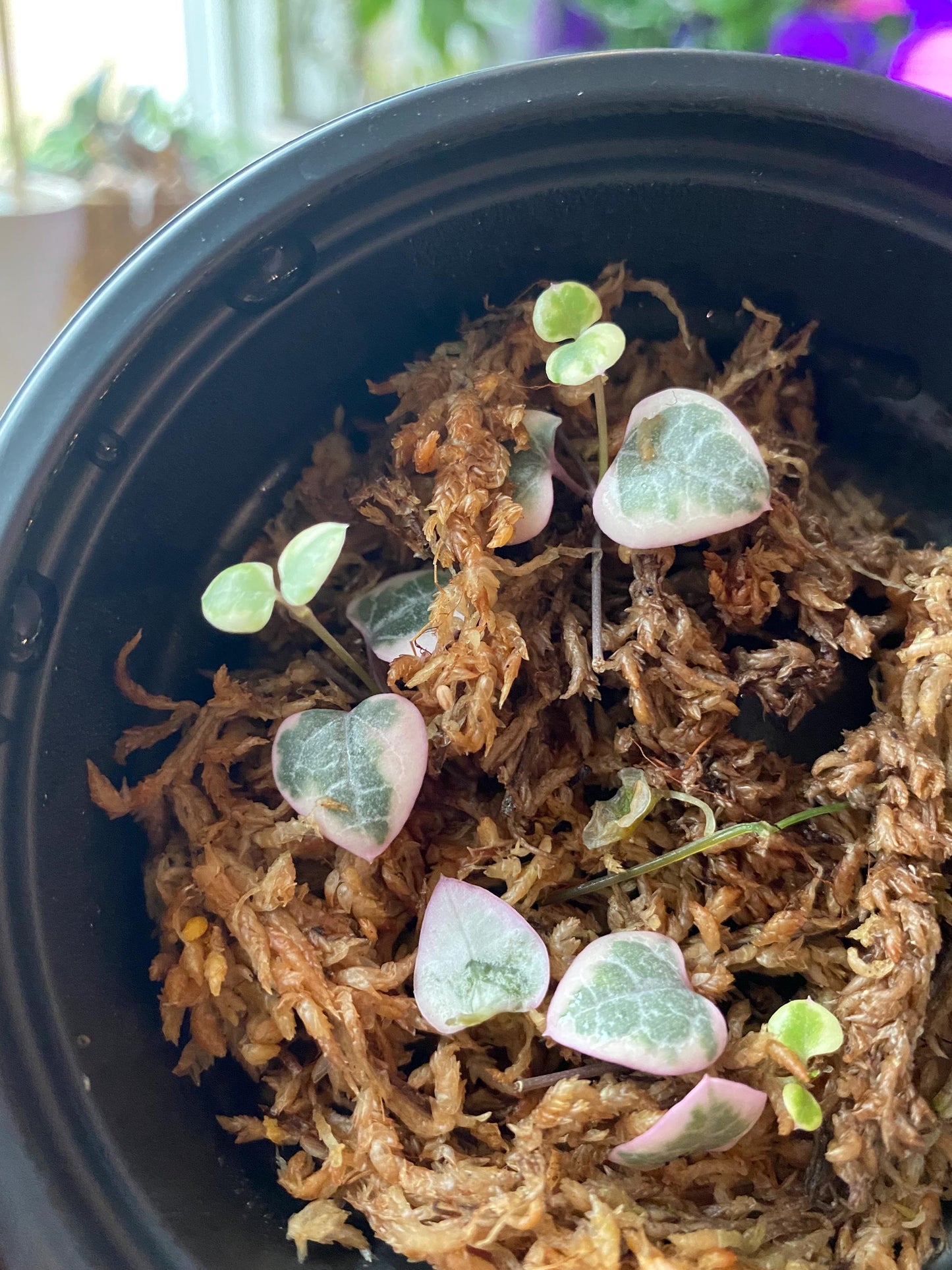 Healthy Verigated String of Hearts Cuttings - Rooted